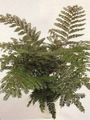 grün Topfpflanzen Mahagoni Fern, Terrestrisch Fern, Didymochlaena Foto, Anbau und Beschreibung, Merkmale und wächst