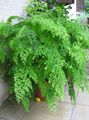 light green Indoor Plants Maidenhair Fern, Adiantum Photo, cultivation and description, characteristics and growing