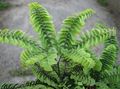 Photo Maidenhair Fern Herbaceous Plant description, characteristics and growing