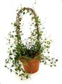 green Indoor Plants Maidenhair Vine, Muehlenbeckia Photo, cultivation and description, characteristics and growing