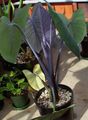 Photo Malanga, Yautia Herbaceous Plant description, characteristics and growing
