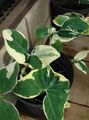 motley Innendørs Planter Malanga, Yautia, Xanthosoma Bilde, dyrking og beskrivelse, kjennetegn og voksende