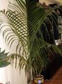 зеленый Комнатные Растения Маскарена (Гиофорба) деревья, Mascarena Фото, культивация и описание, характеристика и выращивание