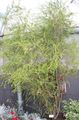 Photo Melaleuca Tree description, characteristics and growing