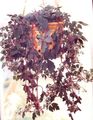 Photo Mikania ternata Hanging Plant description, characteristics and growing