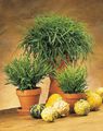 Photo Miniature Bamboo Herbaceous Plant description, characteristics and growing