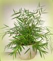 verde Plantas de salón Bambú Miniatura, Pogonatherum Foto, cultivo y descripción, características y cultivación