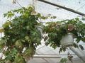 Photo Monkey Rope, Wild Grape Hanging Plant description, characteristics and growing