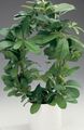 groen Kamerplanten Aap Touw, Wilde Druif, Rhoicissus foto, teelt en beschrijving, karakteristieken en groeiend