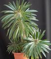 Photo Pachypodium Herbaceous Plant description, characteristics and growing