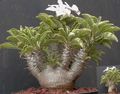 grønn Innendørs Planter Pachypodium Bilde, dyrking og beskrivelse, kjennetegn og voksende