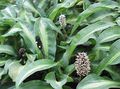 Photo Palisota Herbaceous Plant description, characteristics and growing