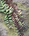 rengârenk Kapalı bitkiler Pellonia, Sondaki Karpuz Asma, Pellionia fotoğraf, yetiştirme ve tanım, özellikleri ve büyüyen