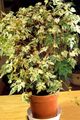bont Kamerplanten Peper Wijnstok, Porselein Berry liaan, Ampelopsis brevipedunculata foto, teelt en beschrijving, karakteristieken en groeiend