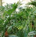 verde Plante de Interior Filodendron, Philodendron fotografie, cultivare și descriere, caracteristici și în creștere