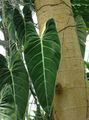 Foto Philodendron Liana  Beschreibung, Merkmale und wächst
