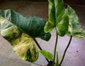 Foto Philodendron Liana  Beschreibung, Merkmale und wächst