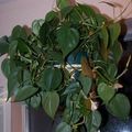 roheline Toataimed Filodendron Liana ronitaim, Philodendron  liana Foto, kultiveerimine ja kirjeldus, omadused ja kasvav