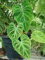 žalias Vidinis augalai Filodendras Liana, Philodendron  liana Nuotrauka, auginimas ir aprašymas, charakteristikos ir augantis