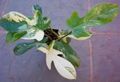 tarkabarka Szobanövények Filodendron Liana kúszónövény, Philodendron  liana fénykép, termesztés és leírás, jellemzők és növekvő