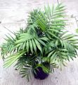 grønn Innendørs Planter Philodendron Liana, Philodendron  liana Bilde, dyrking og beskrivelse, kjennetegn og voksende