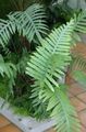 Photo Polypody Herbaceous Plant description, characteristics and growing