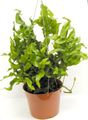 groen Kamerplanten Eikvaren, Polypodium foto, teelt en beschrijving, karakteristieken en groeiend
