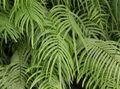 Photo Pteris Herbaceous Plant description, characteristics and growing
