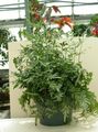 verde Plantas de Interior Pteris foto, cultivo e descrição, características e crescente