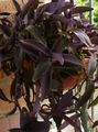 Photo Purple Heart Wandering Jew Hanging Plant description, characteristics and growing