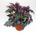 purple Purple Velvet Plant, Royal Velvet Plant, Gynura aurantiaca Photo, cultivation and description, characteristics and growing