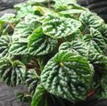 Photo Radiator Plant, Watermelon Begonias, Baby Rubber Plant  description, characteristics and growing