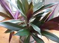 Photo Rhoeo Tradescantia Herbaceous Plant description, characteristics and growing