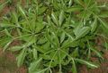 clair-vert des plantes en pot Arbre Rocher De Chou, Cussonia natalensis Photo, la culture du sol et la description, les caractéristiques et un cultivation