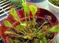 Foto Round-Leaved Sundew Grasig Beschreibung, Merkmale und wächst