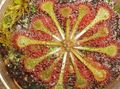 薄緑 屋内植物 丸い葉のモウセンゴケ, Drosera フォト, 栽培 と 説明, 特性 と 成長