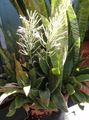 bont Kamerplanten Sansevieria foto, teelt en beschrijving, karakteristieken en groeiend