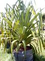 Photo Screw Pine Herbaceous Plant description, characteristics and growing