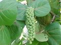 green Indoor Plants Sea Grape tree, Coccoloba Photo, cultivation and description, characteristics and growing