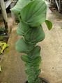 žalias Vidinis augalai Žvirgždas Augalų liana, Rhaphidophora Nuotrauka, auginimas ir aprašymas, charakteristikos ir augantis