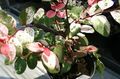 bont Kamerplanten Sneeuw Bush struik, Breynia foto, teelt en beschrijving, karakteristieken en groeiend