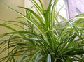 Photo Spider Plant  description, characteristics and growing