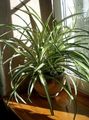 motley Spider Plant, Chlorophytum Photo, cultivation and description, characteristics and growing