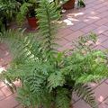 green Indoor Plants Spleenwort, Asplenium Photo, cultivation and description, characteristics and growing