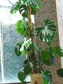 foncé-vert des plantes en pot Fendue Philodendron Feuilles une liane, Monstera Photo, la culture du sol et la description, les caractéristiques et un cultivation