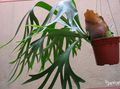 Photo Staghorn Fern, Elkhorns Herbaceous Plant description, characteristics and growing