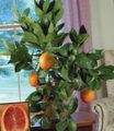 green Indoor Plants Sweet Orange tree, Citrus sinensis Photo, cultivation and description, characteristics and growing
