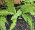 Photo Sword Fern Herbaceous Plant description, characteristics and growing
