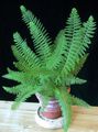 grønn Innendørs Planter Sverd Bregne, Polystichum Bilde, dyrking og beskrivelse, kjennetegn og voksende