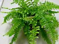 verde Plantas de Interior Sword Ferns, Nephrolepis foto, cultivo e descrição, características e crescente